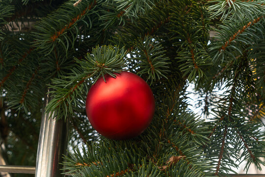 Red Christmas ornament hanging on pine tree branch. Festive red bauble nestled among green pine needles in natural outdoor winter setting. - Powered by Adobe