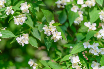 Delicate white flowers beautifully nestled amidst the lush, vibrant green foliage all around