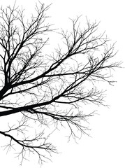 Silhouette of bare tree branches against a white sky in winter