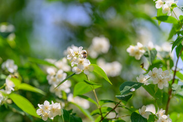Stunningly Beautiful Blossoming Flowers in Nature Bathed Under Soft Sunlights Glow