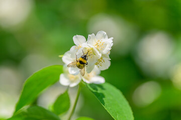 A hardworking bee is busy pollinating lovely white jasmine flowers in the beauty of natures heart