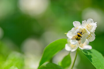 A Bee Pollinating a Beautiful Flower in Natures Serene Environment and Ecosystem