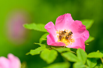 A stunningly beautiful pink flower adorned with buzzing bees against a vibrant green backdrop