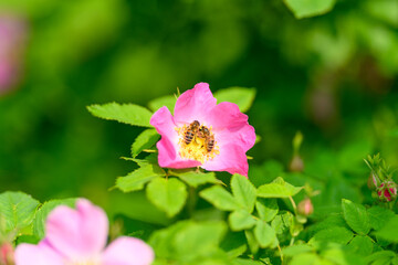 A Delicate Pink Flower Stands Beautifully Amidst the Lush Greenery All Around It