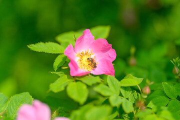 A Beautiful Pink Flower with a Bee in its Natural Habitat, showcasing amazing biodiversity
