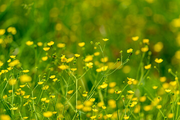 Obraz premium In a lush green meadow, vibrant yellow wildflowers bloom, creating a stunning display