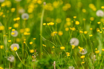 A Stunningly Vibrant Wildflower Meadow Awash in Colors During the Beautiful Springtime
