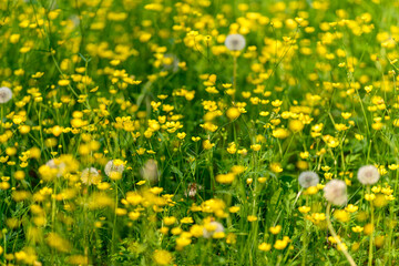 A vibrant and beautiful yellow wildflower meadow filled with blooming dandelions is captivating