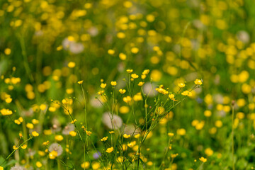 Vibrant Yellow Wildflowers Growing Beautifully in a Lush Green Field with Natures Touch