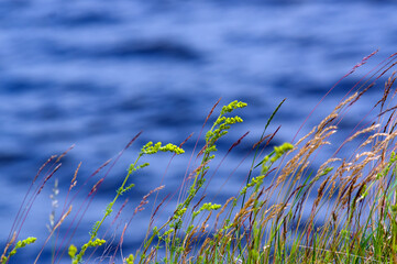 Zielone trawy powiewające na wietrze na tle błękitnej wody.