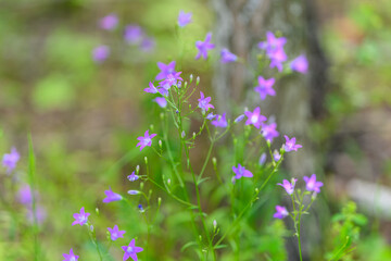 Vibrant and Colorful Wildflowers Are Beautifully Blooming in a Lush Forest Setting Today