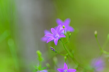 Fototapeta premium A Delicate Purple Flower Blooming Against a Fresh Green Background in Natures Beauty