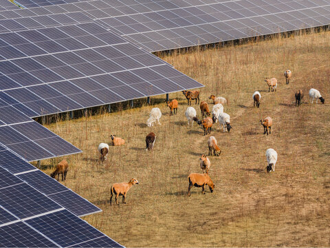 Cows graze beneath solar panels on a dry field. The installation provides shade while agriculture and renewable energy share the same land.