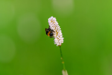 A bumblebee perched on a flower is set against a lush and vibrant green background