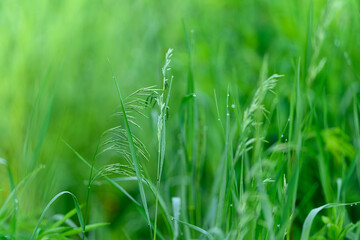 A Beautiful and Lush Green Grass Surrounded by Natures Wonderful Embrace and Beauty