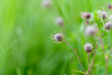 Delicate Wildflower Bloom Gracefully Rising in a Lush Green Field Under Bright Sunlight