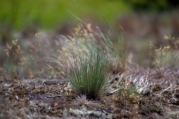 Kompozycja roślinna trawy na wydmach gatunki objęte ochroną.	

