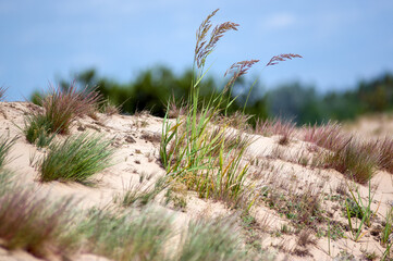 Kompozycja roślinna trawy na wydmach gatunki objęte ochroną.	
