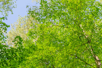 A Lush, Vibrant Green Tree Canopy Stretching Out Under a Clear, Bright Blue Sky Above