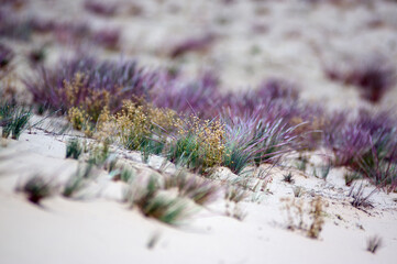 Kompozycja roślinna trawy na wydmach gatunki objęte ochroną.	
