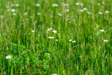 The Serene Green Meadows adorned with colorful Wildflowers create a stunning landscape view