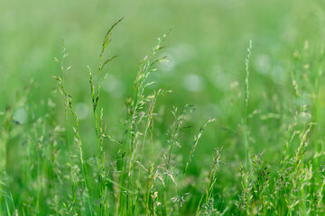 Lush Green Grass in a Serene and Tranquil Natural Setting Surrounded by Natures Beauty