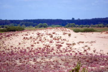 Wydmy trawy rośliny gatunki objęte ochroną.	
