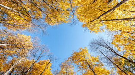 Fototapeta premium Golden autumn leaves blue sky tall birch tree canopy upward view
