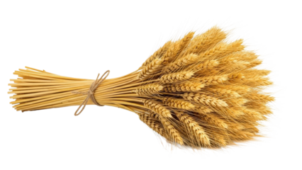 Bundle of golden ripe wheat stalks tied with twine, cut out, stock png, isolated on transparent background