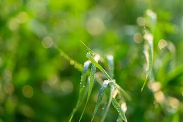 The Morning Dew Sparkles on the Green Grass Blades in Natures Beautiful Landscape