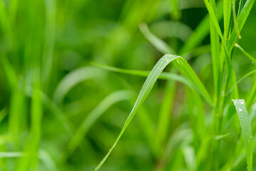 A CloseUp View of Lush and Beautiful Green Grass Adorned with Sparkling Dew Drops