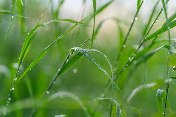 The fresh green grass adorned with shimmering dew sparkles beautifully in the warm morning sunlight
