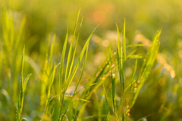 Lush green grass adorned with dew glistening at sunrise, a vibrant morning scene
