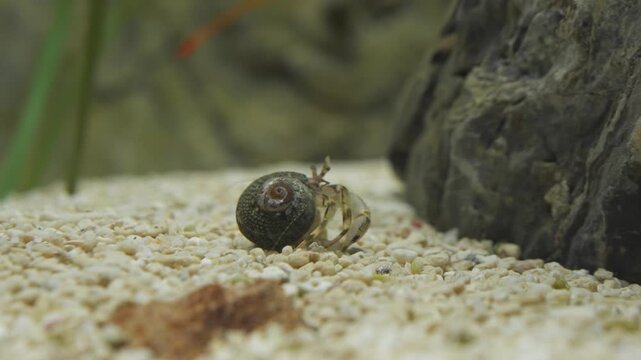 Tiny hermit crab with spiral shell slowly crawls on rough gravel substrate next to a large rock inside Aqua Planet Gwanggyo aquarium environment