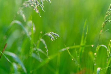 Morning Dew Gracefully Adorning the Lush Green Blades of Grass in a Peaceful Landscape