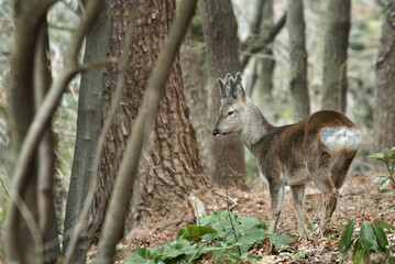 roe deer