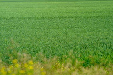 Obraz premium Expansive Lush Green Field Featuring Vibrant Growth and Diversity Present in Nature