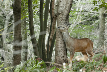 roe deer