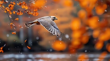 A hawk is captured mid-flight, soaring through a scene of falling autumn leaves and light snow, creating a serene fall atmosphere.