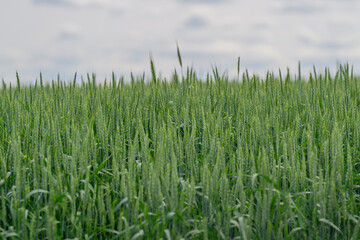 A Lush Green Wheat Field Sprawling Beneath a Beautifully Cloudy Sky Tells a Serene Story