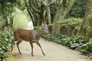 wild roe deer