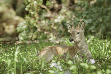 roe deer