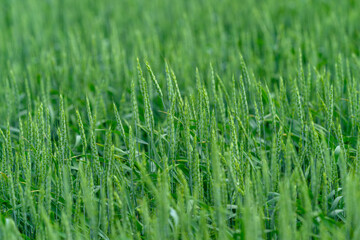 A Lush Green Wheat Field Flourishing Beautifully Under a Bright and Clear Blue Sky