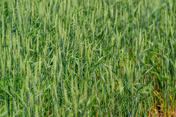 A Lush and Vibrant Wheat Field in Full Bloom During the Late Growing Season of the Year