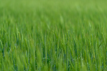 Beautiful Lush Green Wheat Field Embraced by Natural Light and Scenic Views of Nature