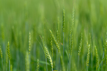 Lush, expansive green fields filled with thriving grains glowing beautifully under bright sunlight