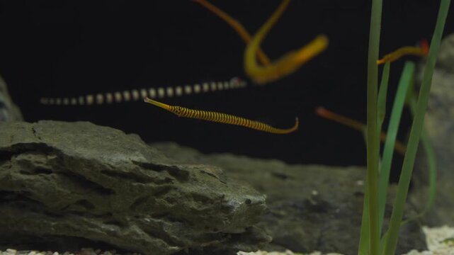 Small group of yellow banded pipefish with long snouts hover gracefully near rock and aquatic plants inside Aqua Planet Gwanggyo aquarium display tank