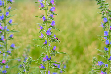 Vibrant and Beautiful Blue Flowering Plants Flourishing in a Natural Outdoor Setting