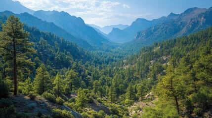 Fototapeta premium Serene Forest Canyon Overlook with Lush Green Trees and Deep Gorge