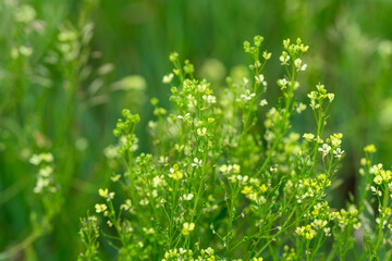 Obraz premium Delicate Green Wildflowers Blooms Gracefully in a Beautiful Natural Landscape Setting